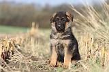 BERGER ALLEMAND 559
